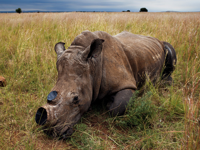 Nearly 500 rhinos killed as poaching increases in S.Africa