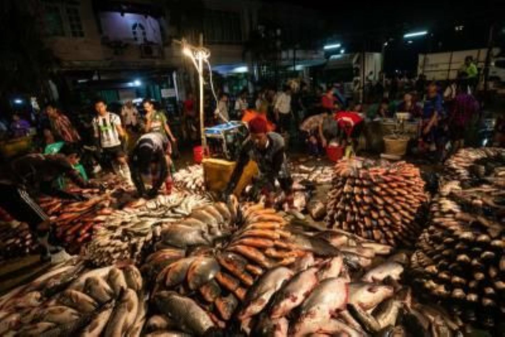 Myanmar Earned Over 690 Million USD From Fishery Exports In Over 11 Months