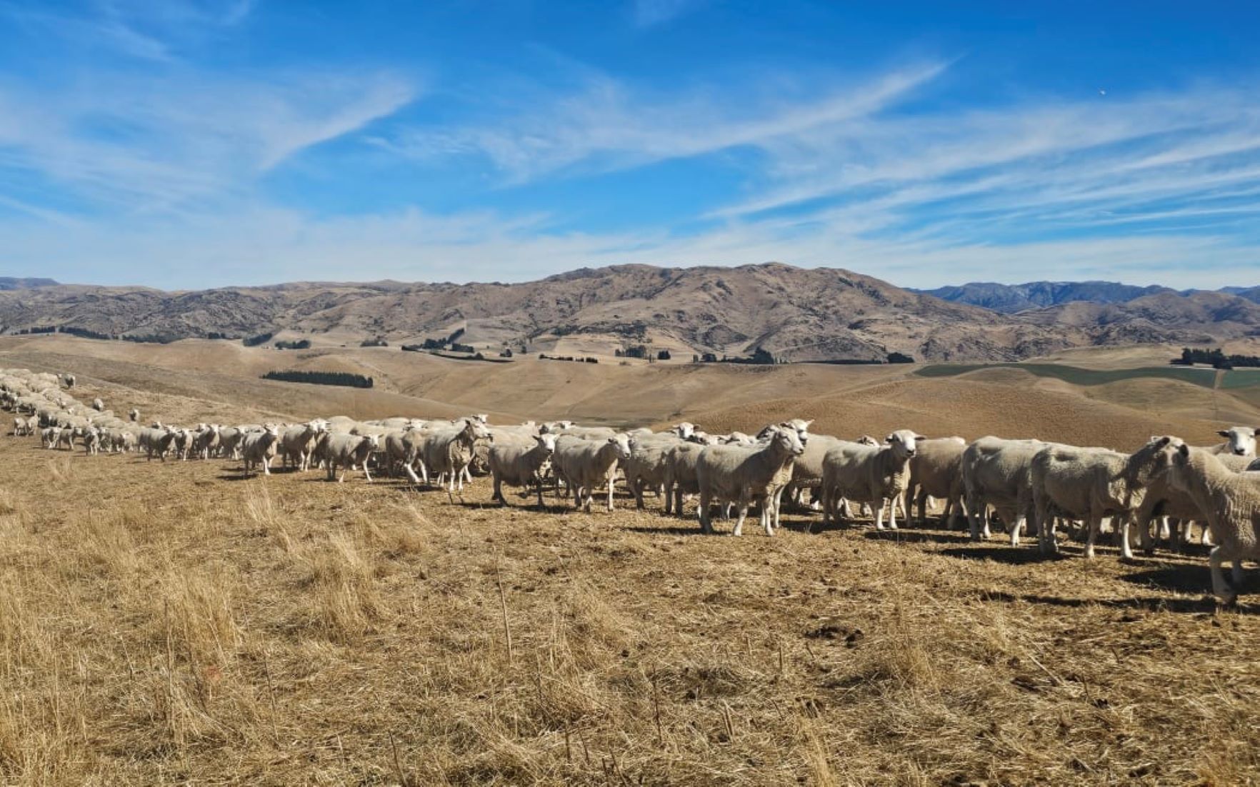 New Zealand Gov’t Extends Drought Support As Dry Weather Conditions Persist