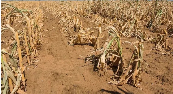 Malawi declares state of disaster over severe drought