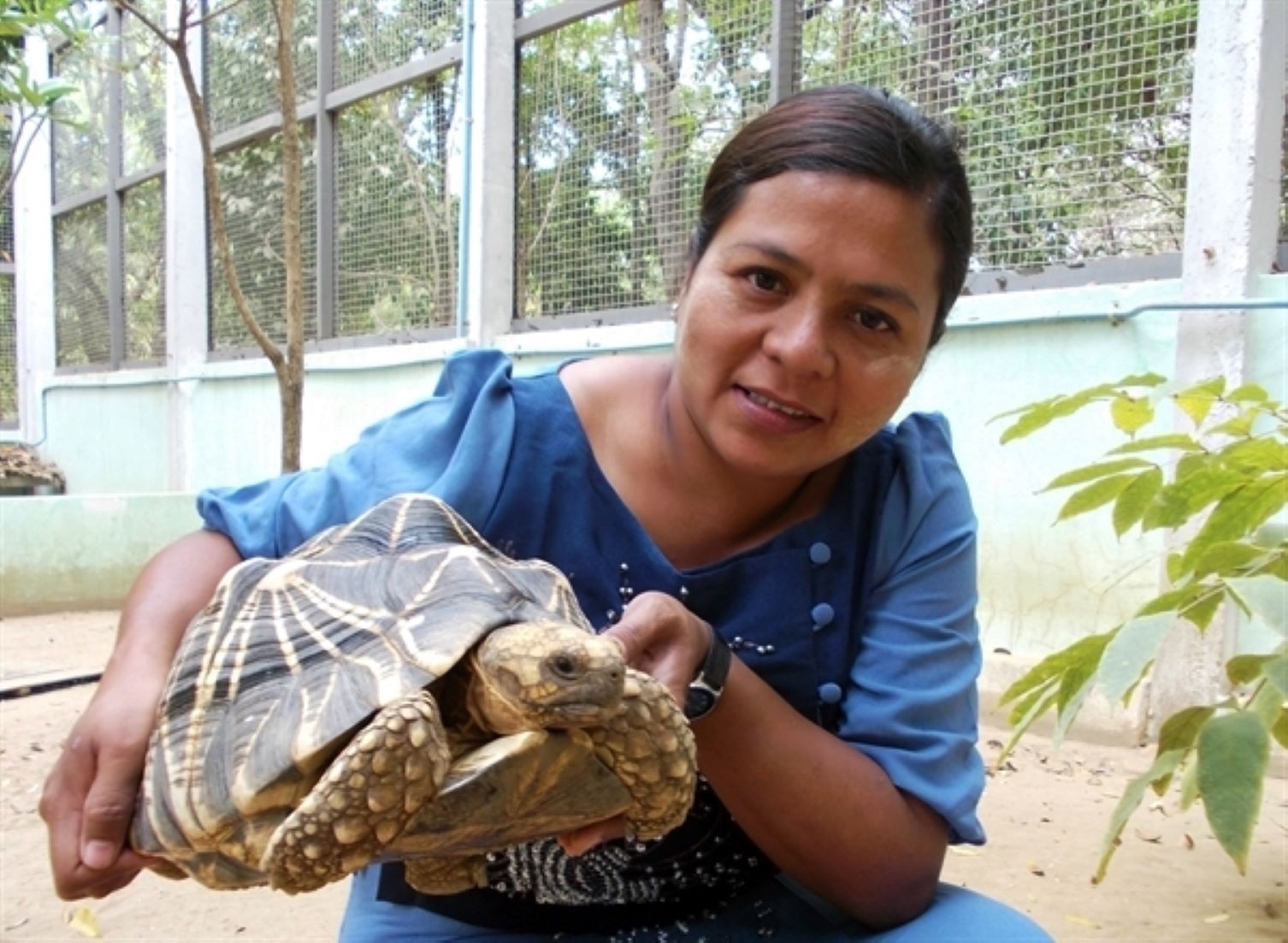 Over 1,700 Endangered Myanmar Star Tortoises Preserved At Shwesettaw Wildlife Sanctuary