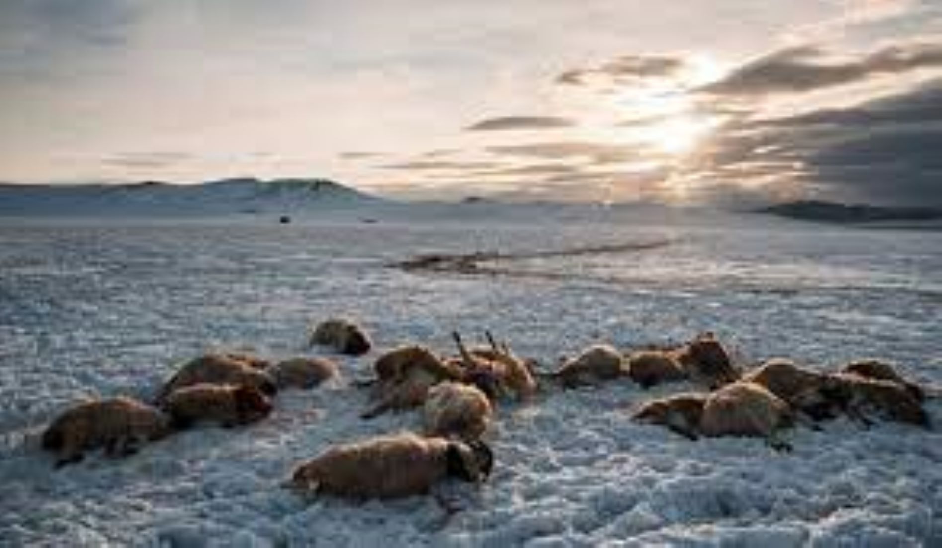Over Nine Percent Of Mongolia’s Livestock Die In Cold Winter