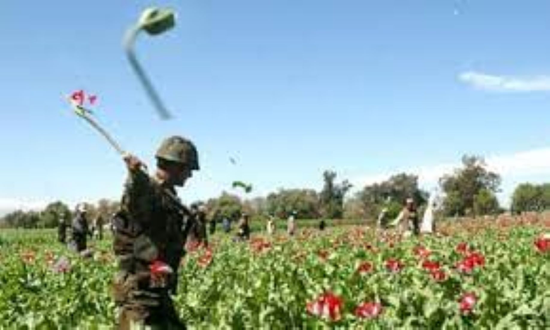 Police Destroy More Poppy Farms In North Afghanistan
