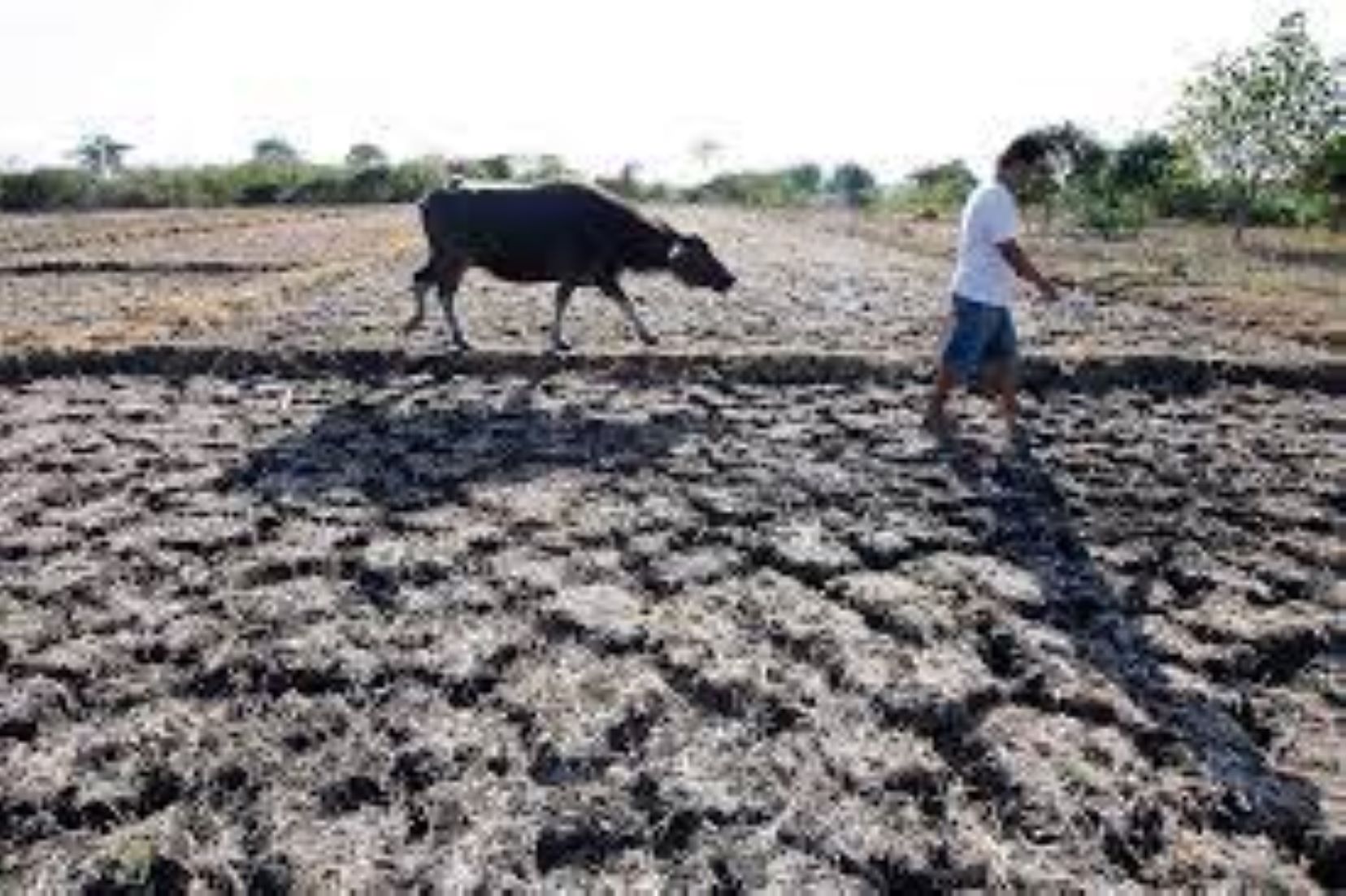 Losses To Philippine Agriculture Due To El Nino Reach 31 Million USD