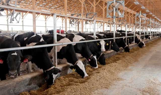US: Bird flu detected in dairy cattle