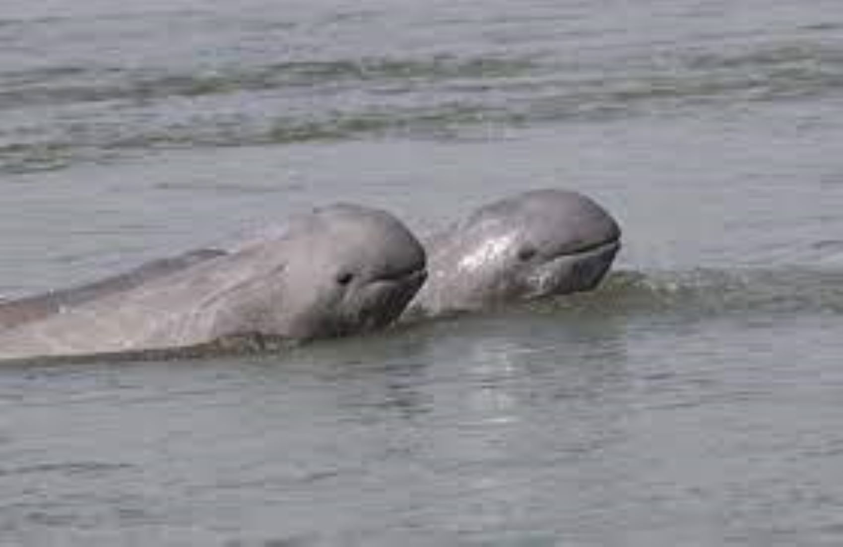 Cambodia Records Five New-born Rare Dolphins So Far This Year