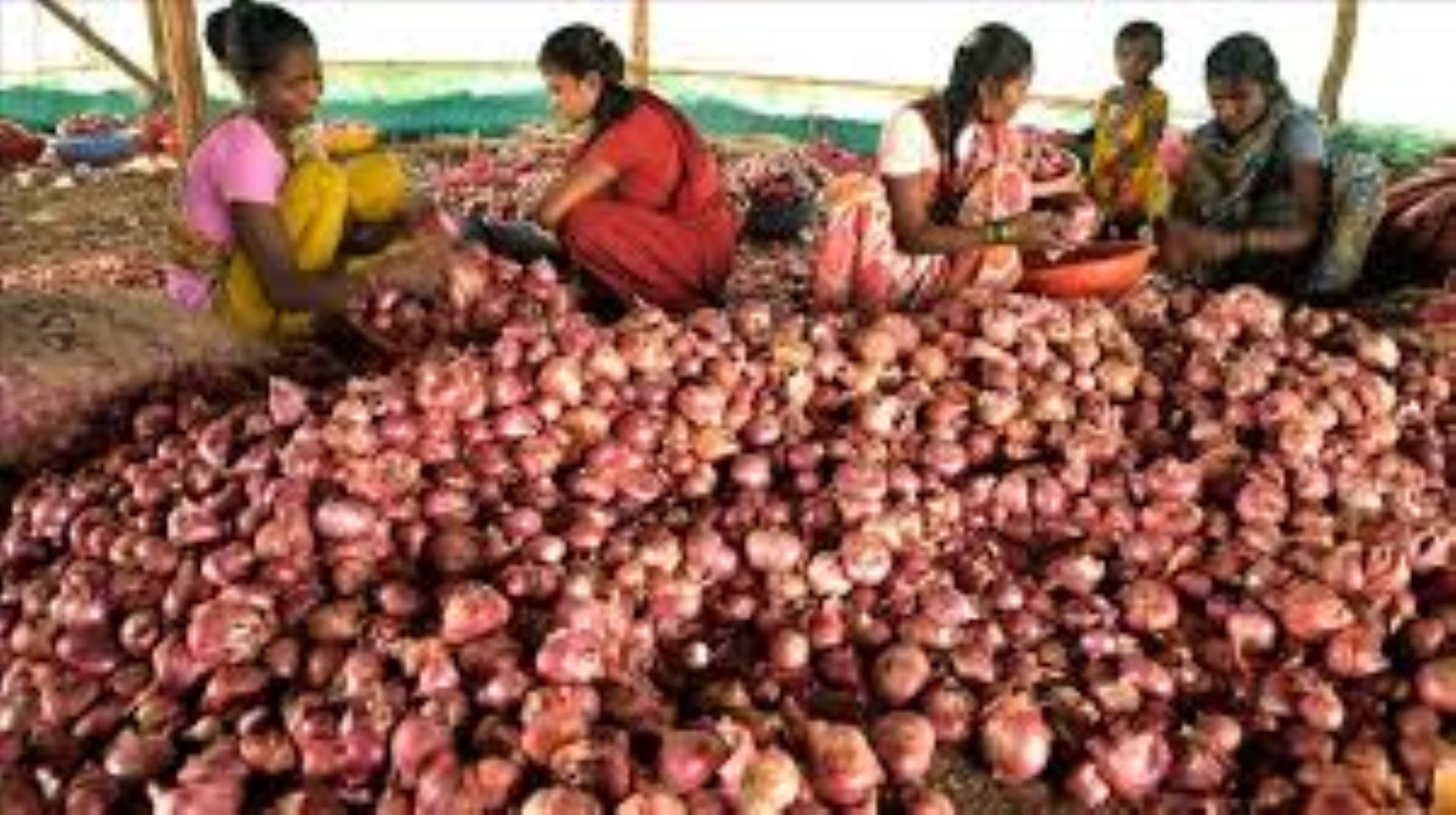 India Allows Onion Exports To Bangladesh, UAE