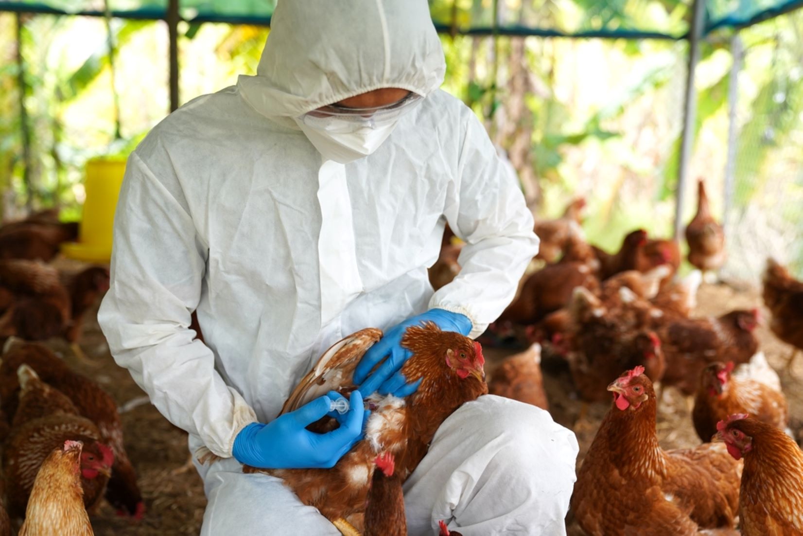 Philippines Bans Poultry Imports From Sweden, Czech Republic Due To Bird Flu