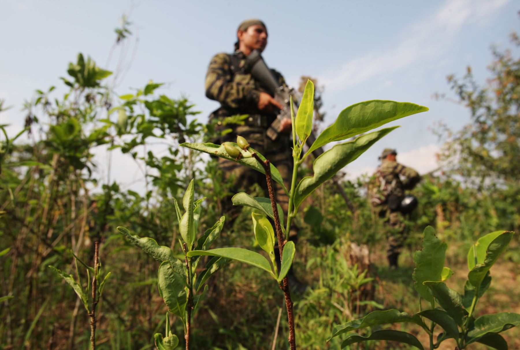 Peru: 3,456 hectares of illegal coca crops eradicated in Huanuco and Ucayali regions