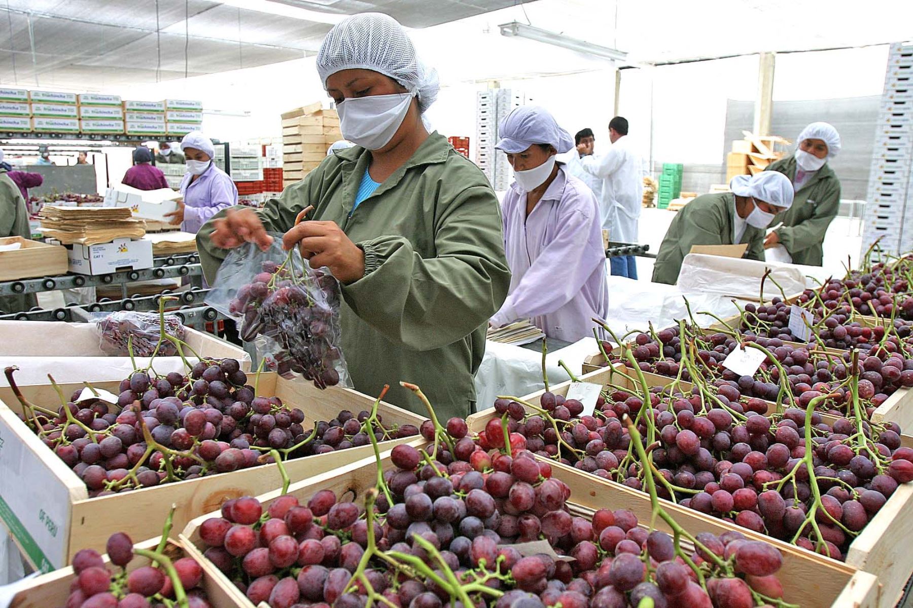 Peru’s farming exports to Europe up 26% in January-February 2024