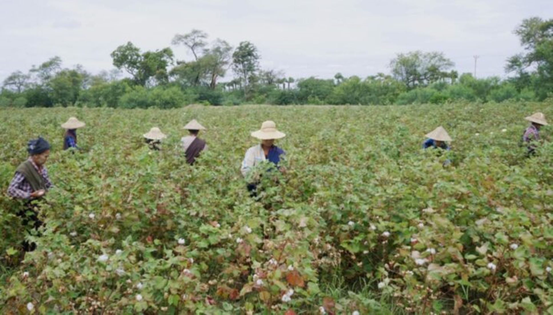 Myanmar Aims To Plant Over 600,000 Acres Of Cotton In 2024-25 FY