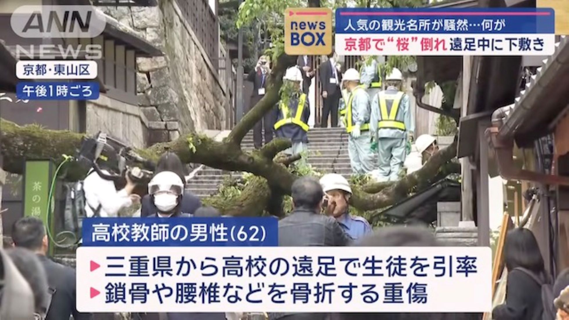 Man Injured After Cherry Blossom Tree Falls Near Kyoto Tourist Area