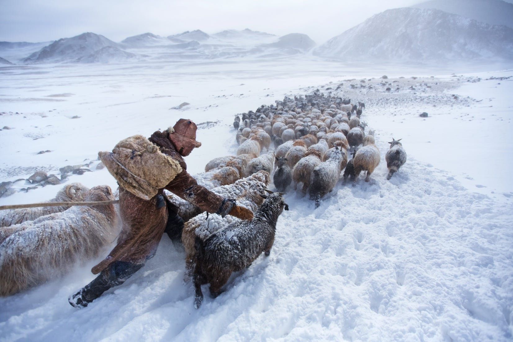 Mongolia Launched Programme To Mitigate Impacts Of Climate Change On Livestock Husbandry