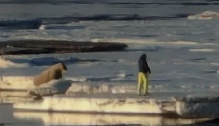 Norway: Tourist fined attempting to approach Walrus; its against the law to approach wildlife in Svalbard archipelago