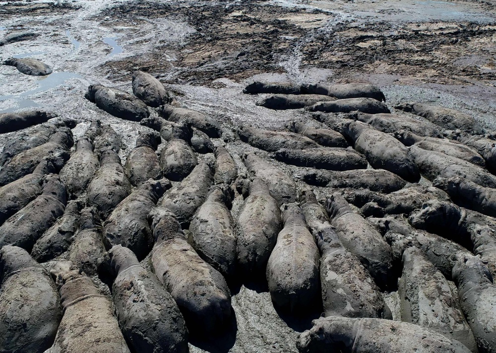 Botswana: Herds of endangered hippos trapped in mud in drought-hit wetlands of Okavango Delta