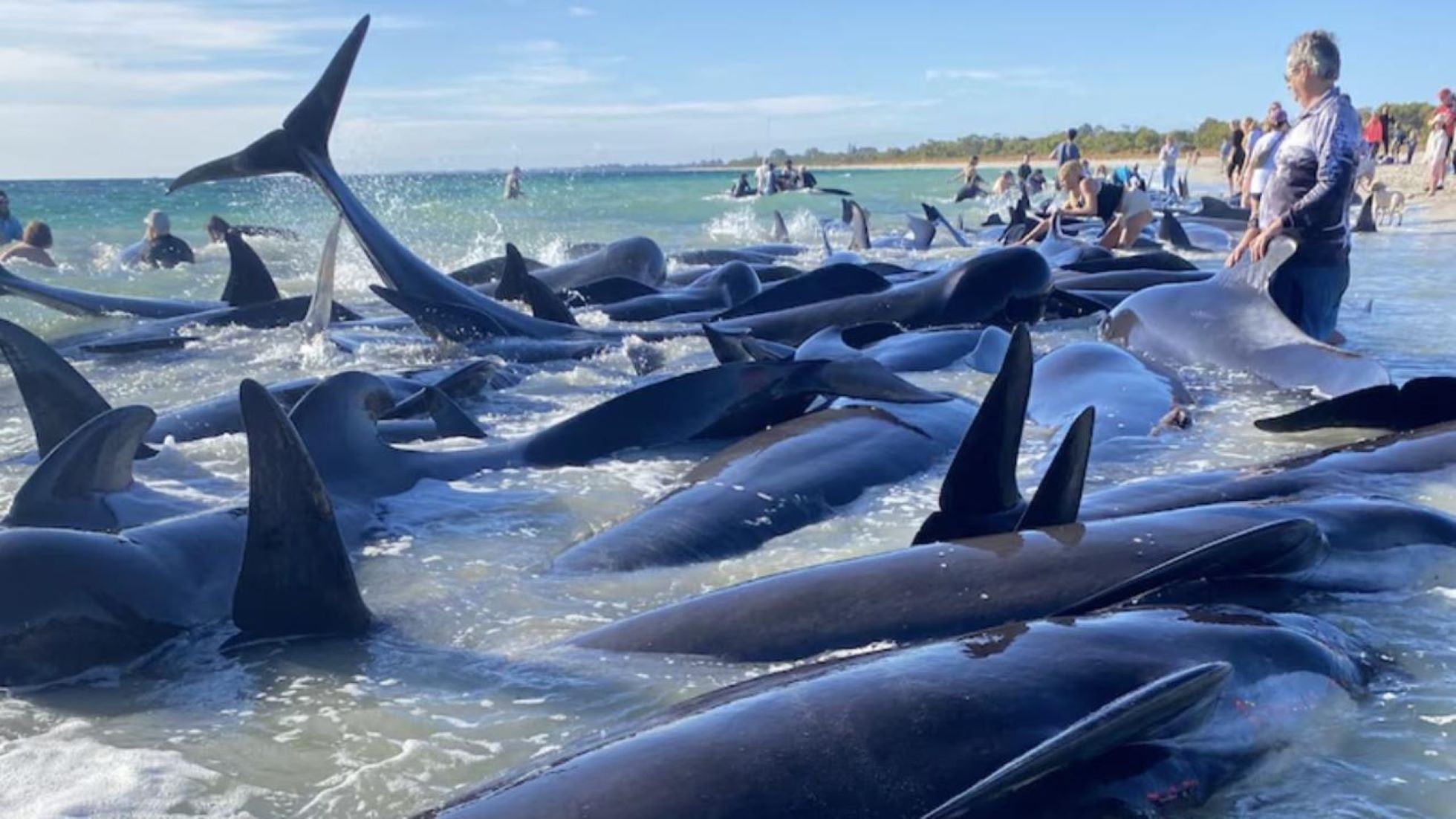 28 Of 160 Pilot Whales Perish In Western Australia After Mass Stranding