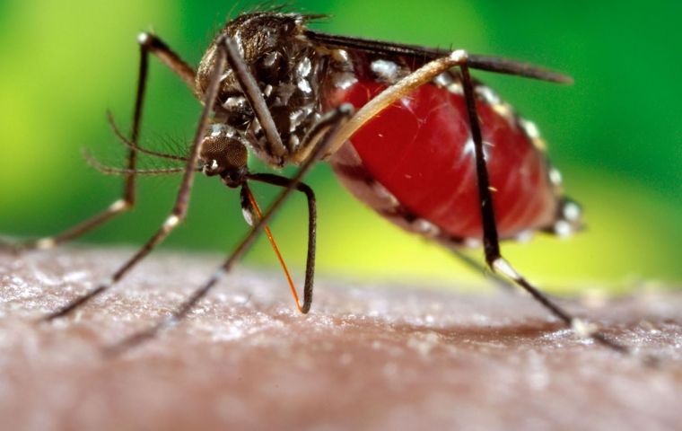 Brazil accounts for nearly 70% of dengue cases in LatAm and Caribbean