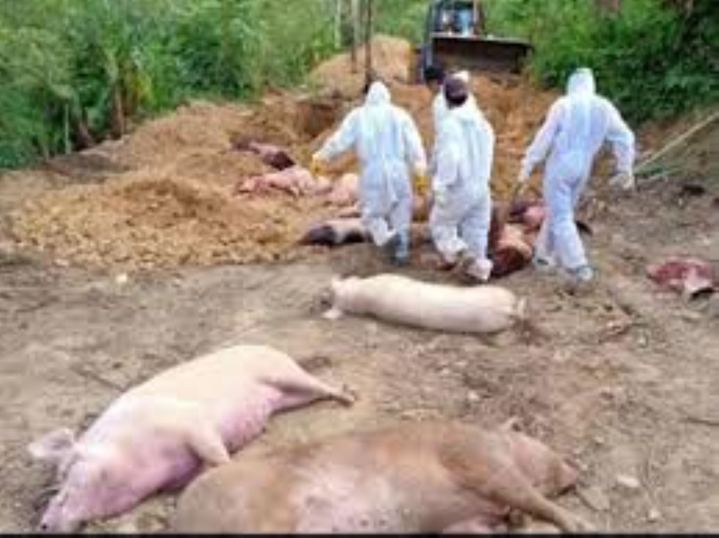 High Alert Over Outbreak Of African Swine Fever In India’s Mizoram