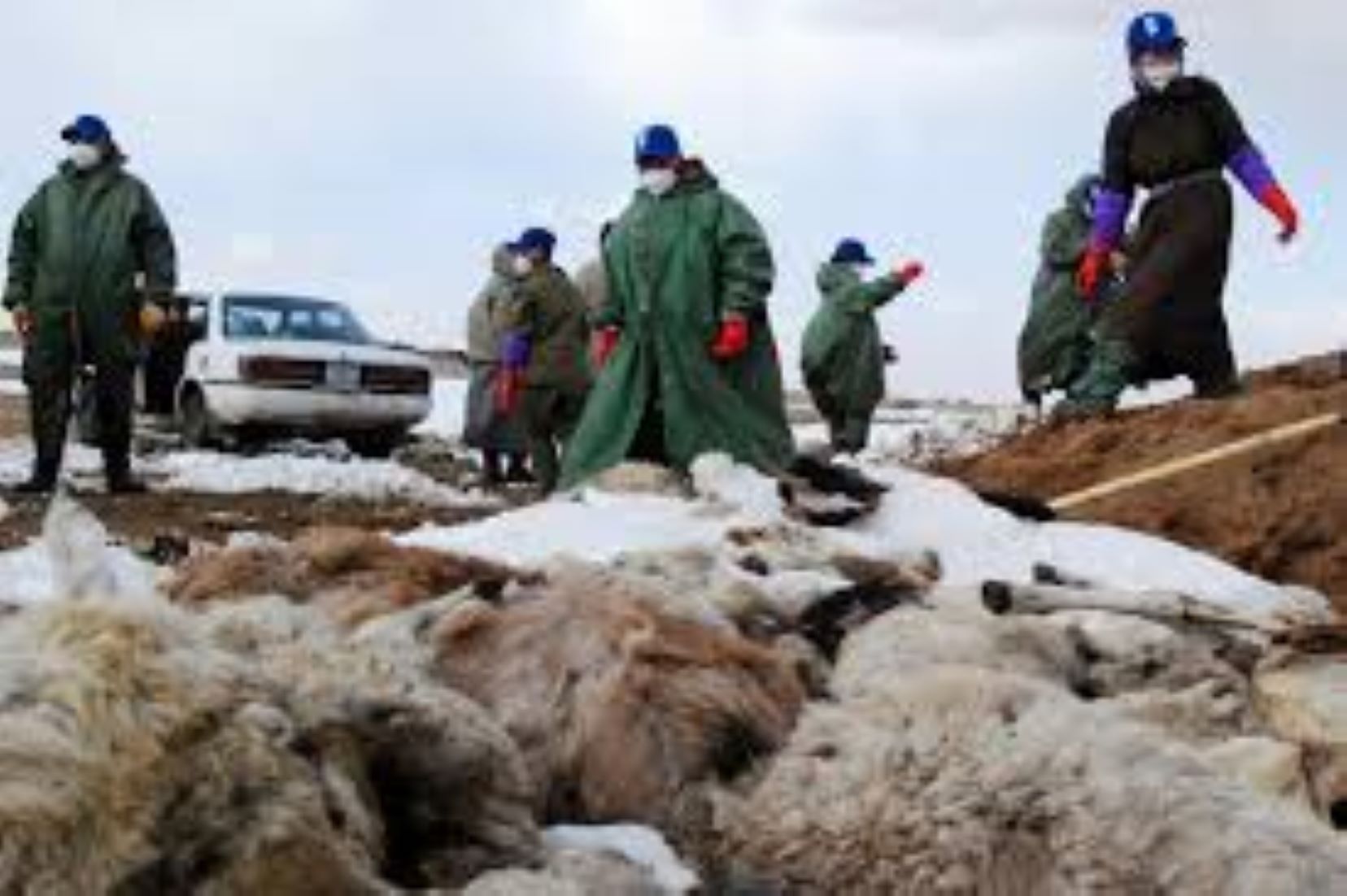 Over Half A Million Livestock Carcasses Destroyed In Mongolia