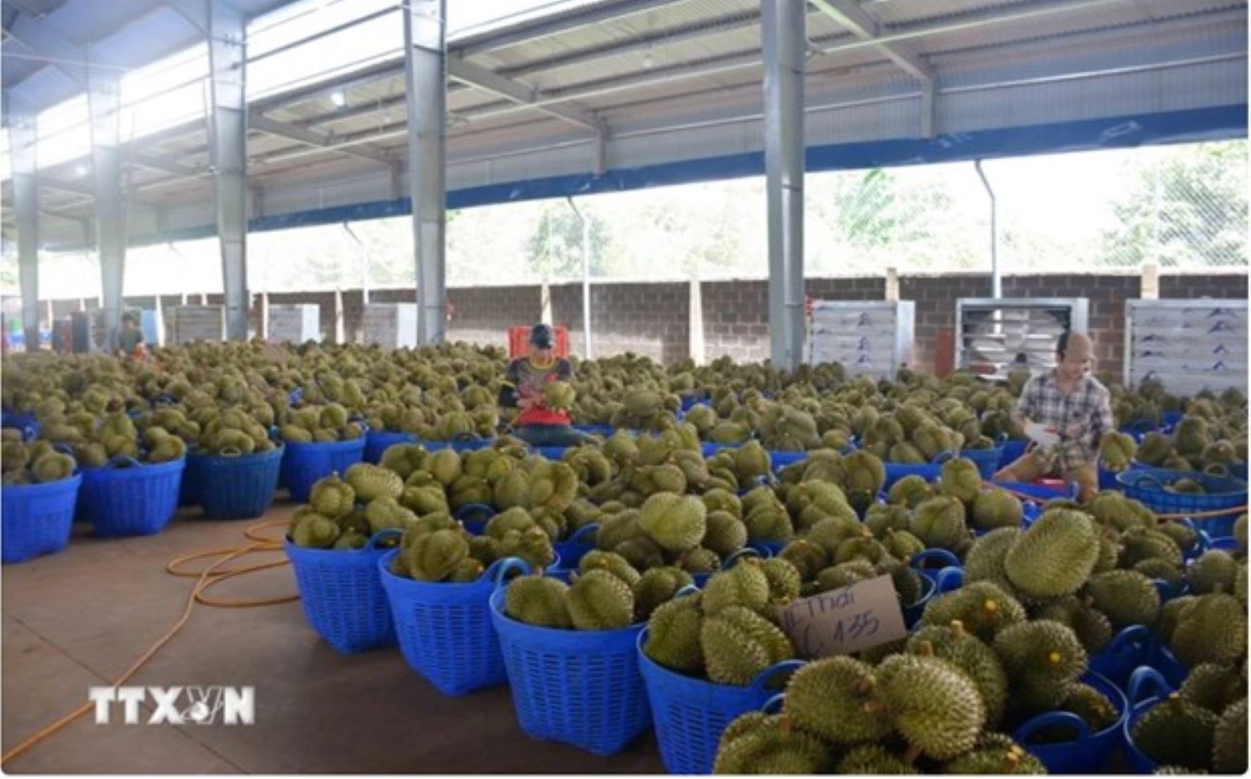 Vietnamese Durian’s Market Share, Accounts For 31.8 Percent In China