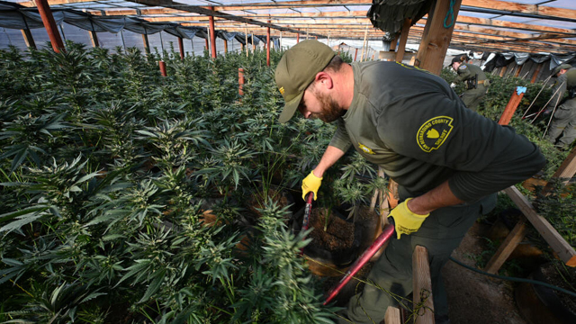 Despite legalization, California battles illegal marijuana farms