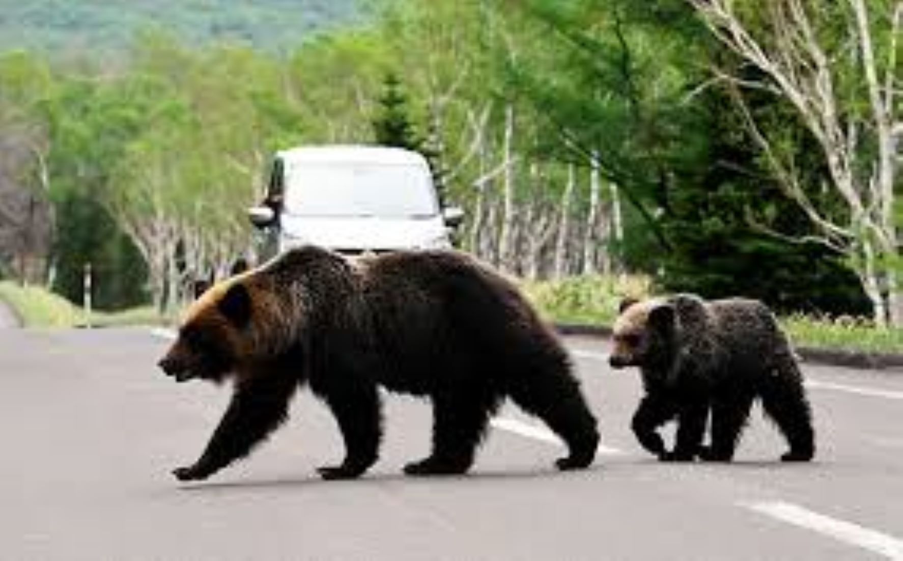 Bears Designated As Animal Subject To Subsidised Culling In Japan
