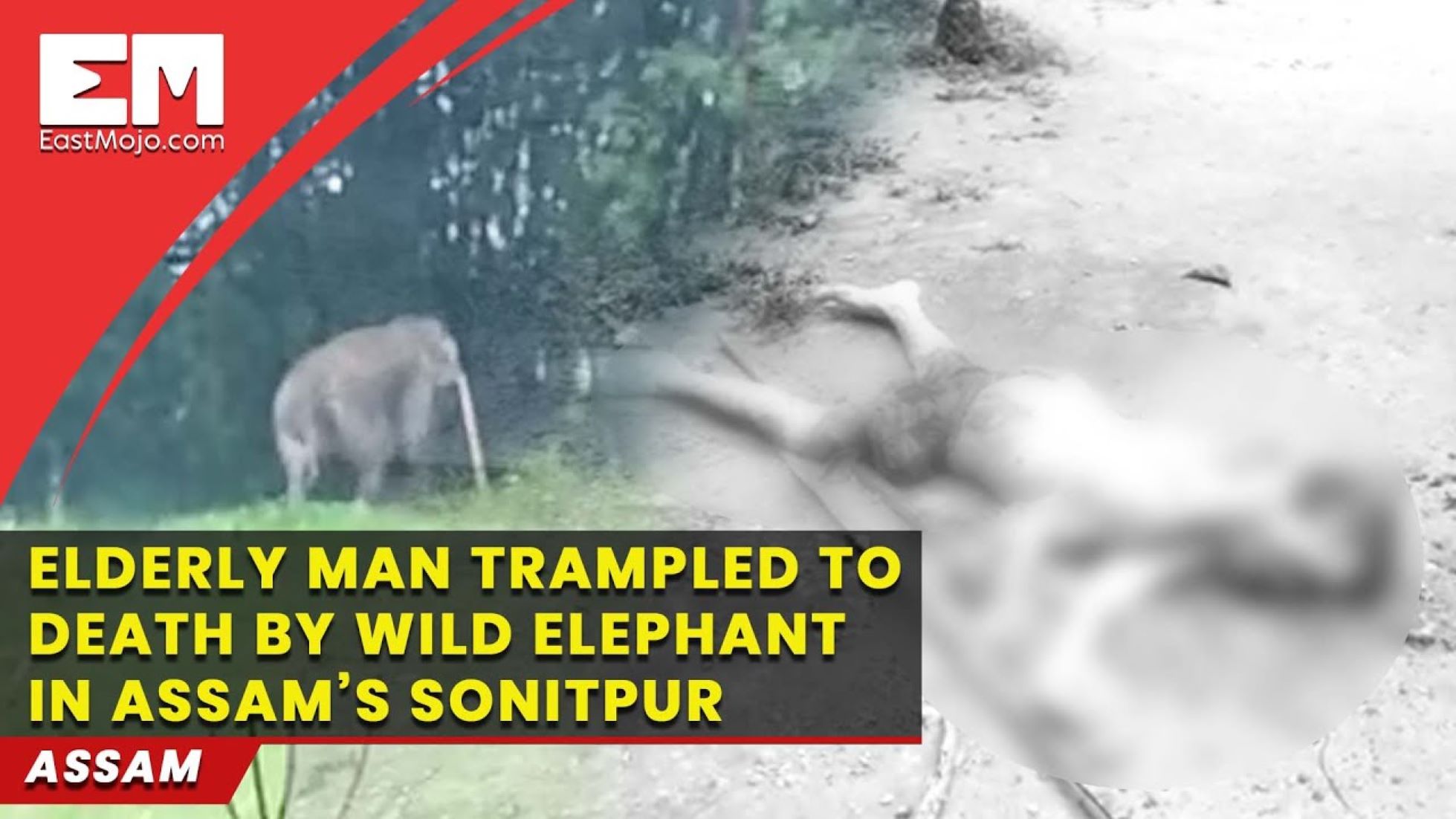 Four Trampled To Death By Wild Elephant In India’s Assam