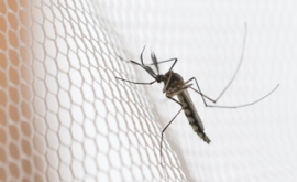 South Africa on track to eliminate malaria disease by 2028