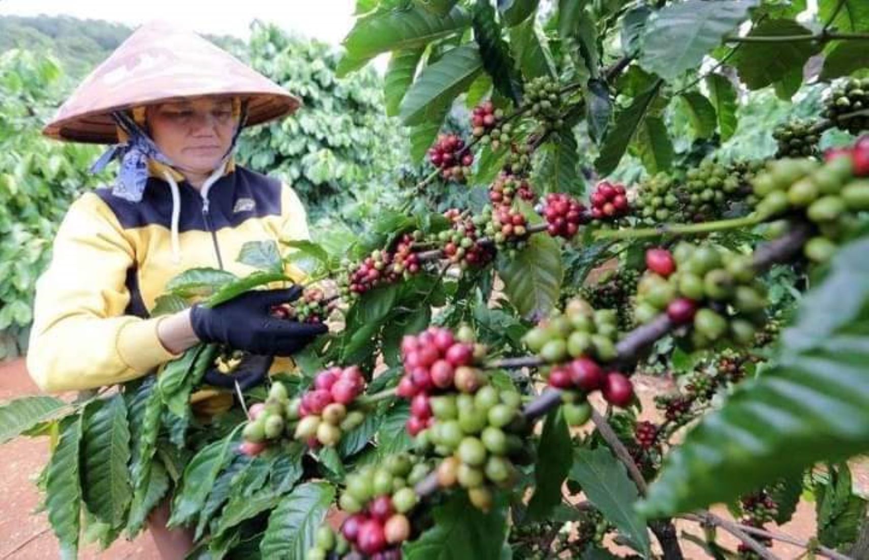 Myanmar Plans To Export 2,000 Tonnes Of Coffee In Fiscal 2024-25