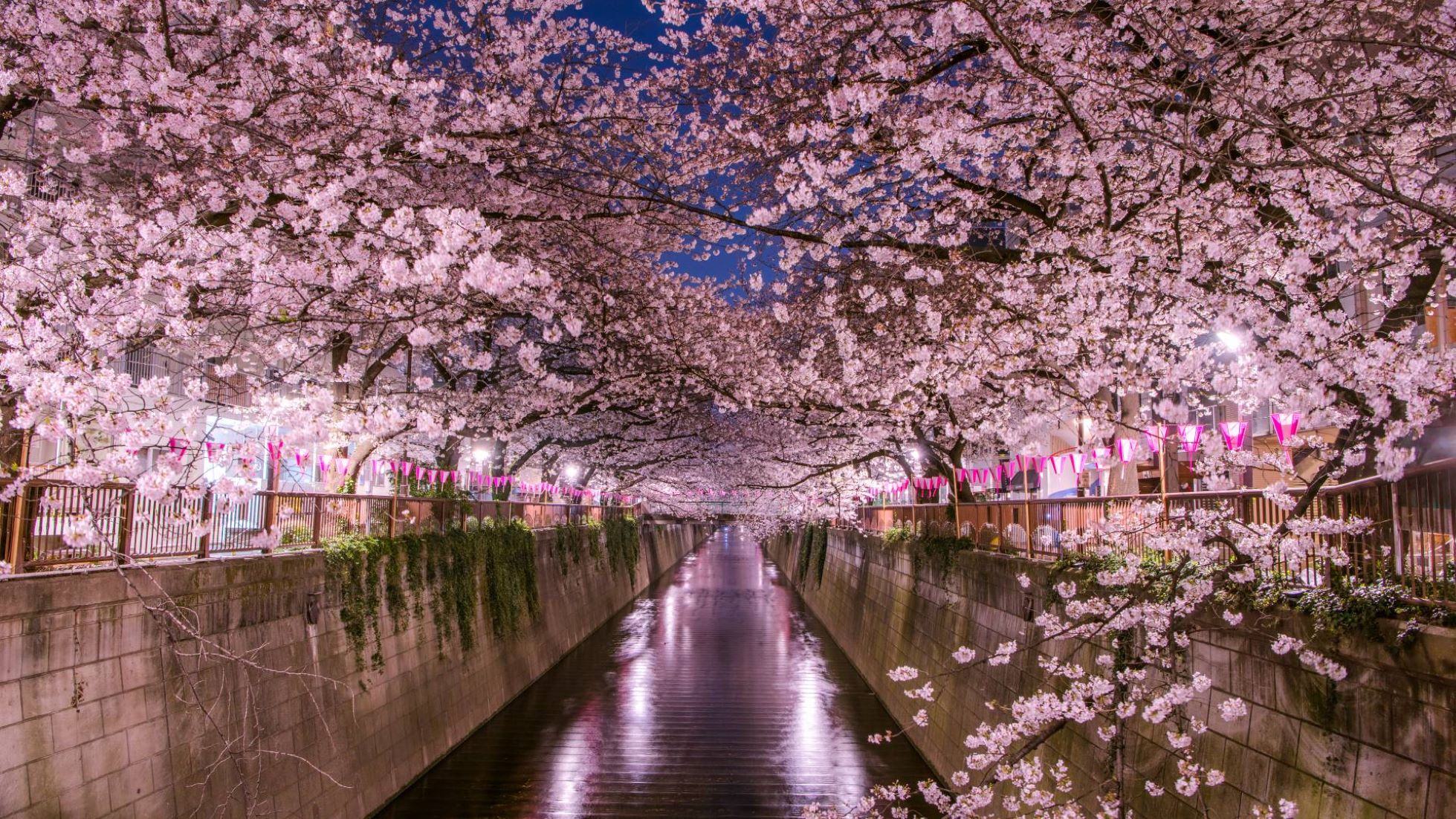 Tokyo Welcomes Full Bloom Of Cherry Blossoms