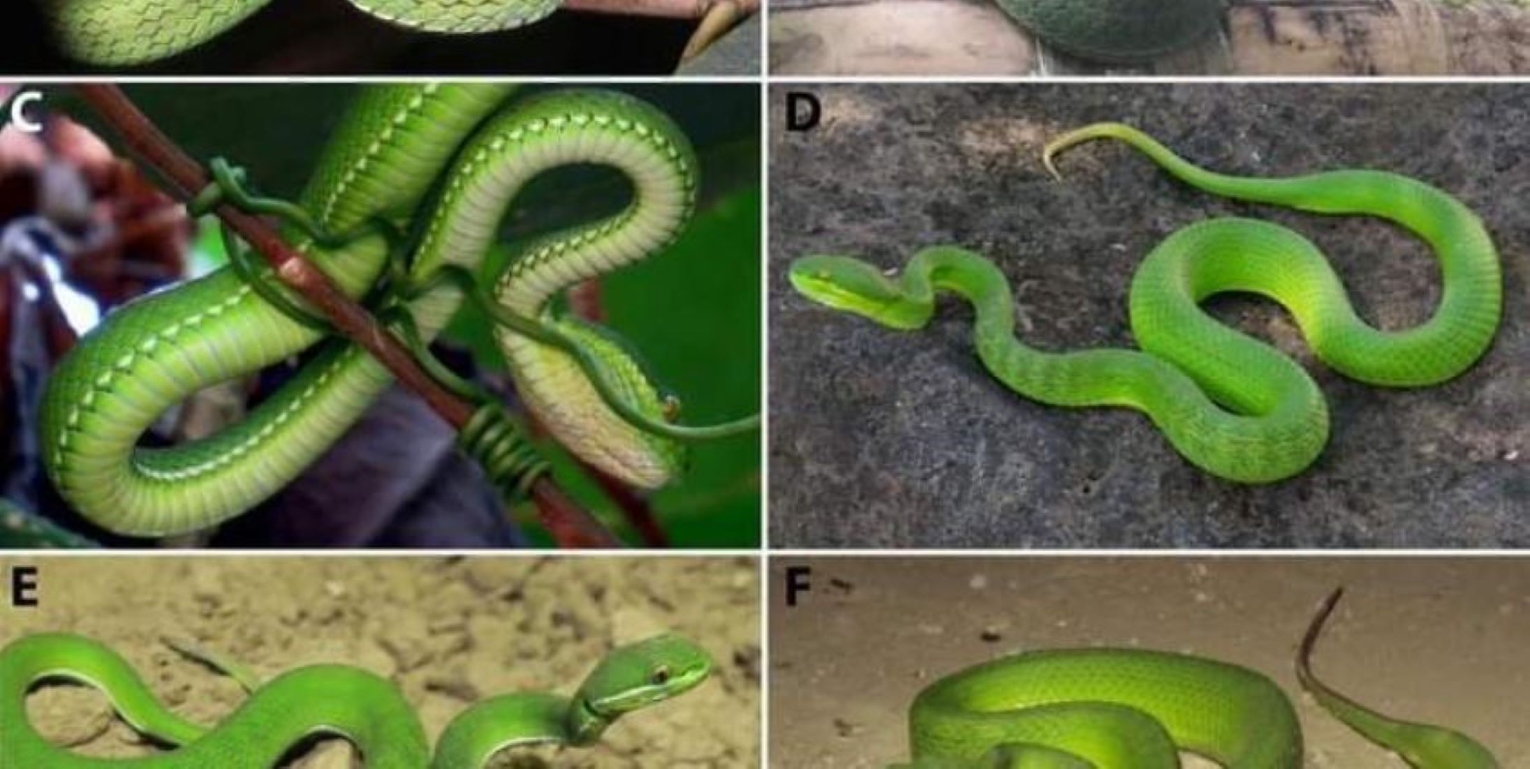 New Snake Species Discovered In Western Myanmar