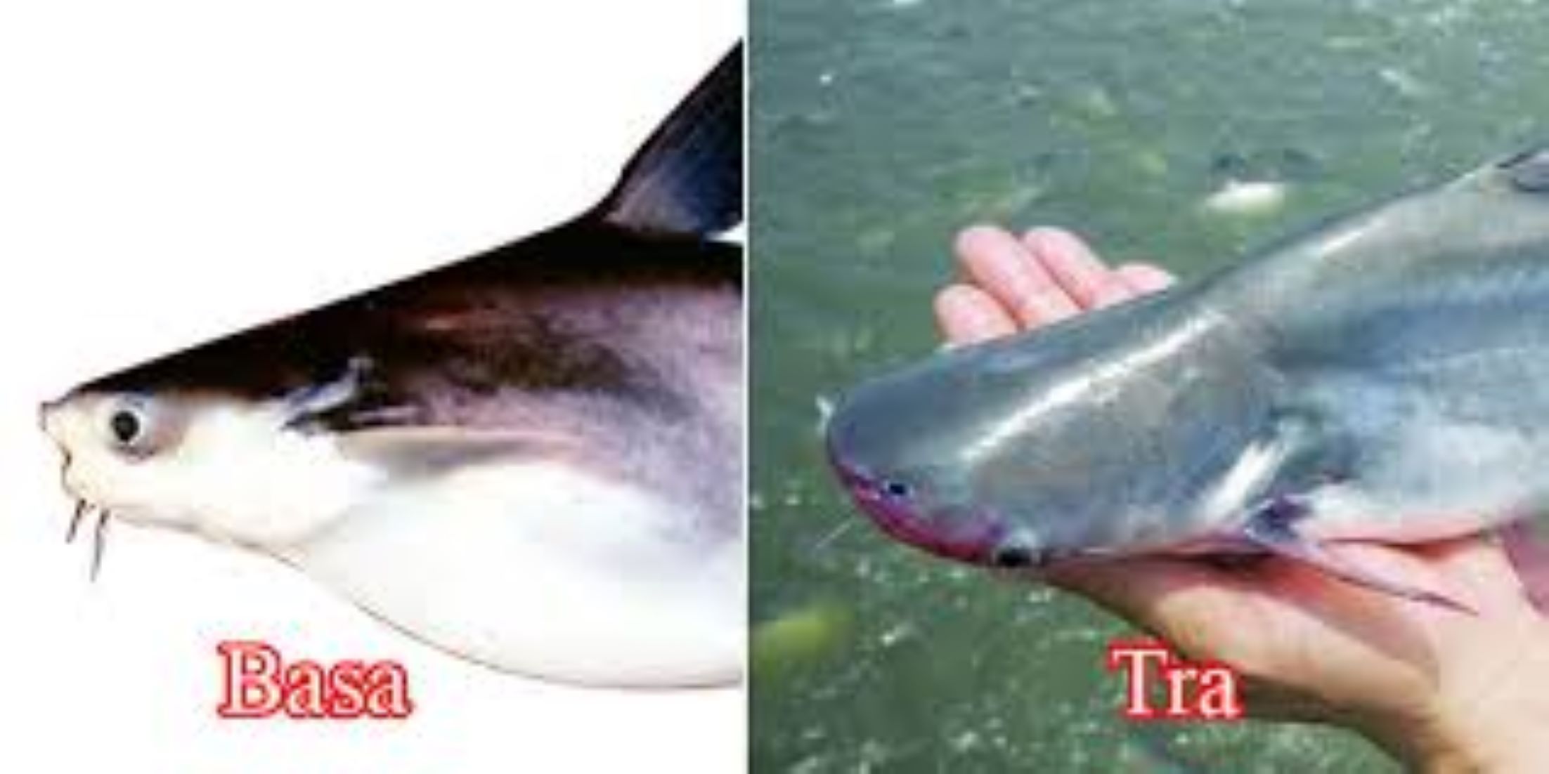 Vietnam Earns 725 Million USD From Exporting Tra Fish In Five  Months