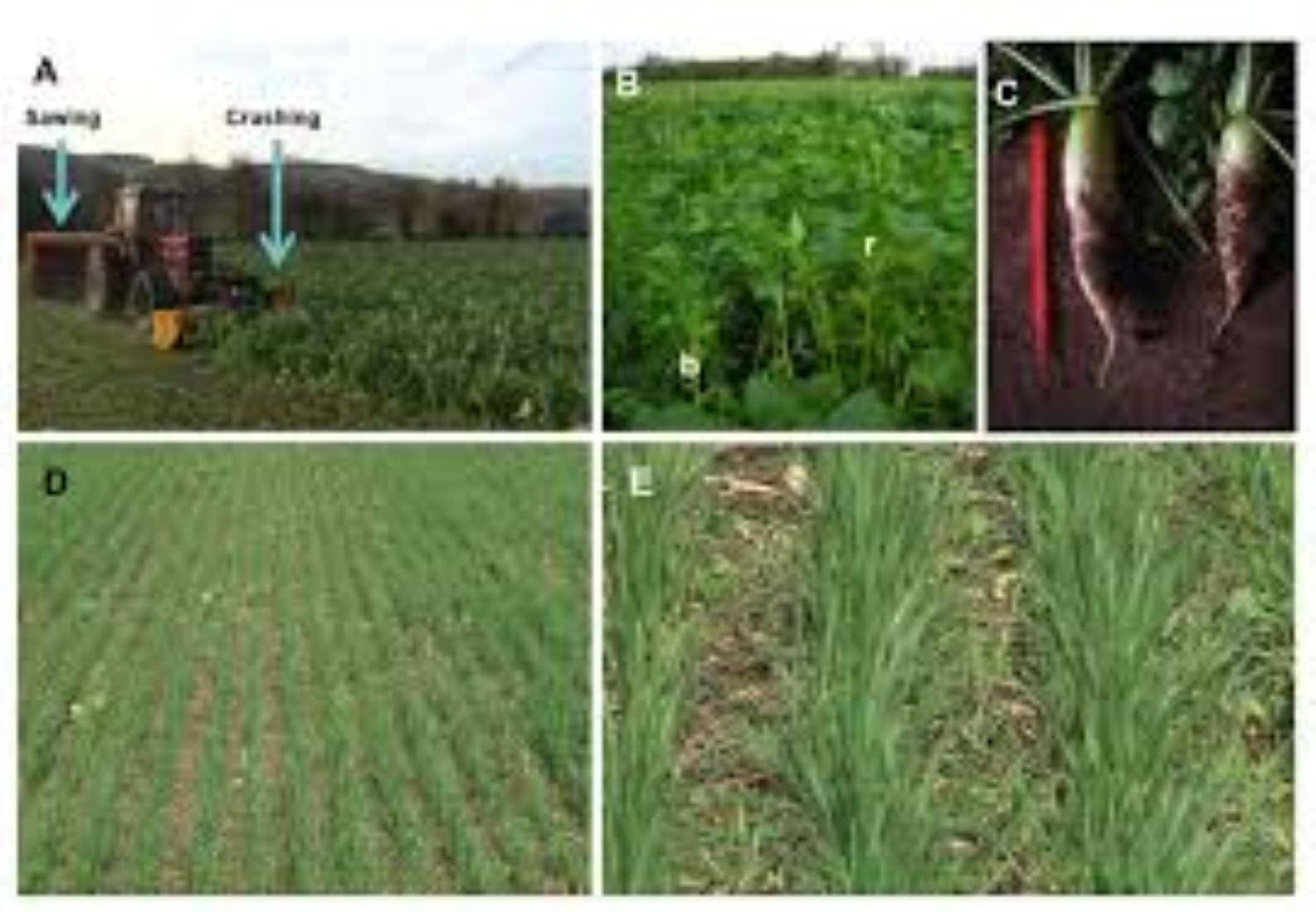 Laos To Improve Nitrogen Use In Sustainable Agriculture