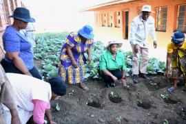 South Africa: Township agriculture programme launched to address food insecurity
