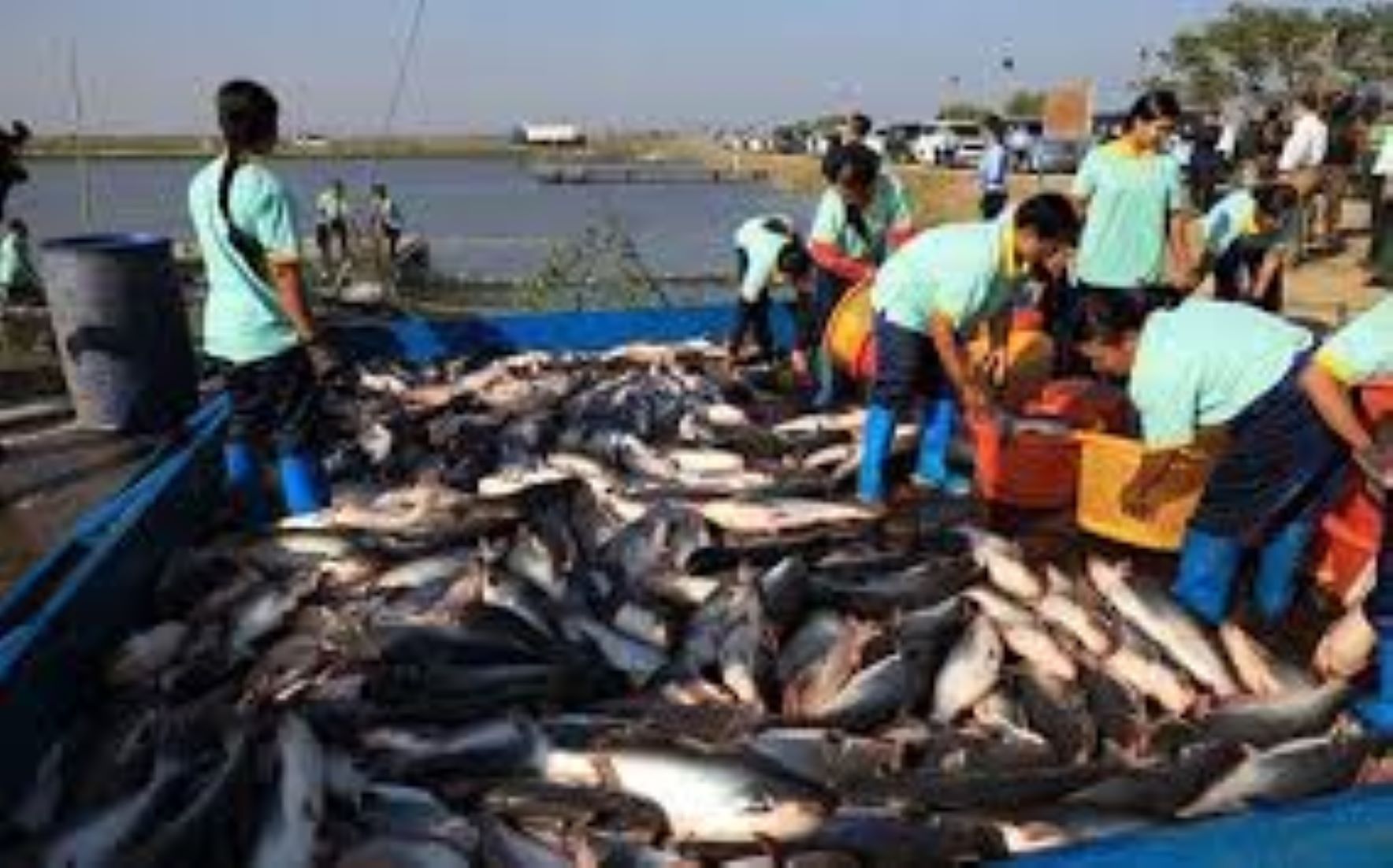 Myanmar Aims To Earn Over 800 Million USD From Fishery Exports In FY 2024-25