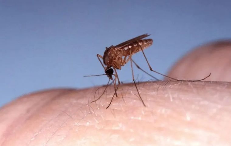 Paraguayan health authorities warn of another disease transmitted by mosquitoes – Oropouche
