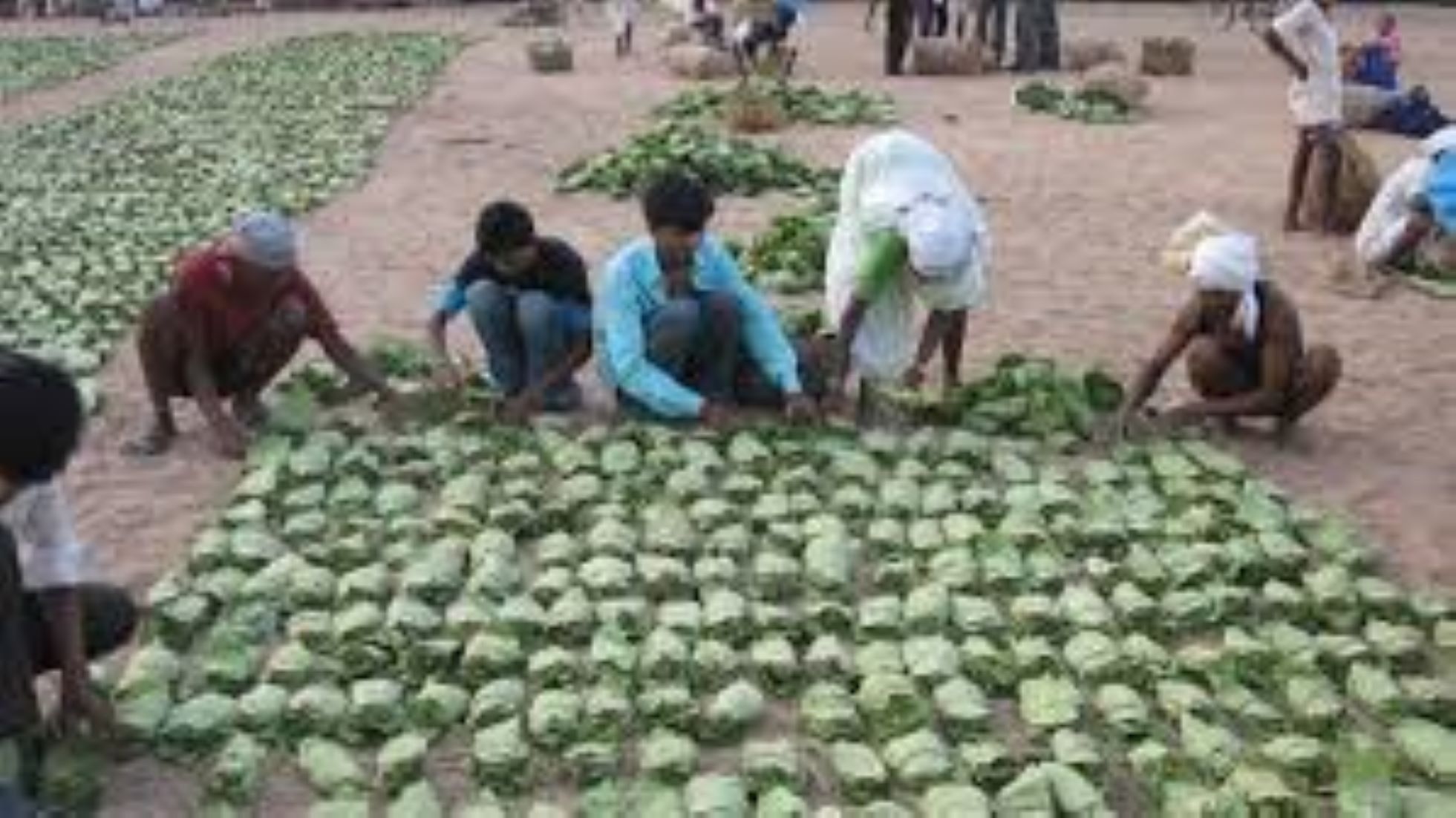 Sri Lanka Seizes Over 27,330 Kg Of Tendu Leaves So Far, This Year