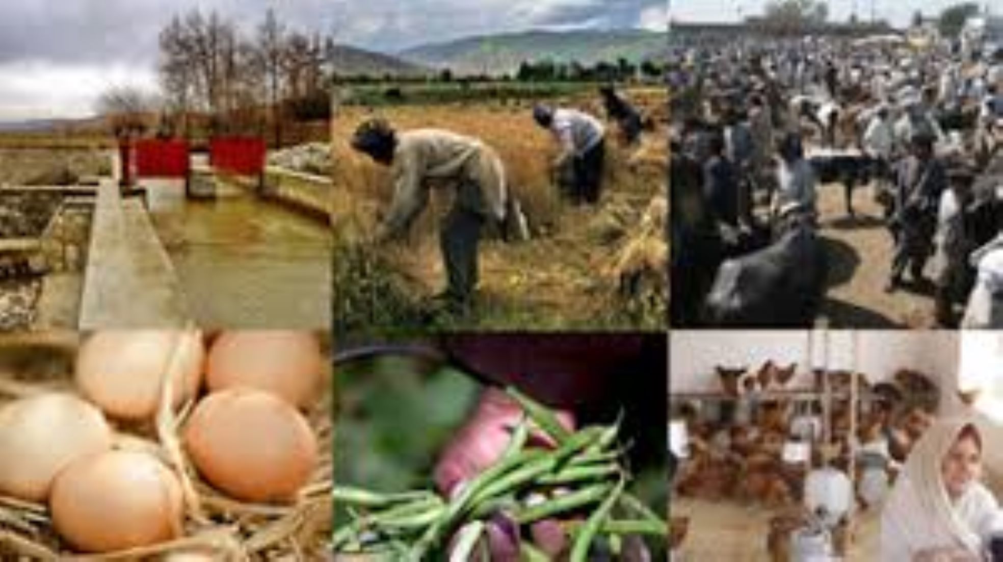 Afghanistan Implemented 300-Million-USD Projects In Agriculture, Livestock