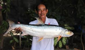Rare Fish Rediscovered In Cambodia After Disappearance For Nearly Two Decades