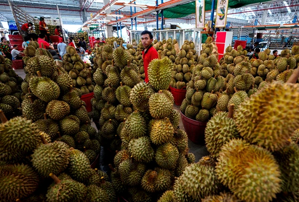 Indonesia Accelerates Exports Of Fresh Durian To China