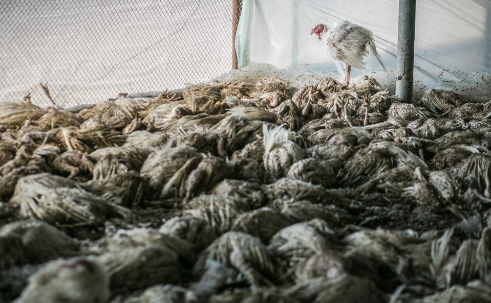 Israel Detects Bird Flu Outbreak In Chicken Coop