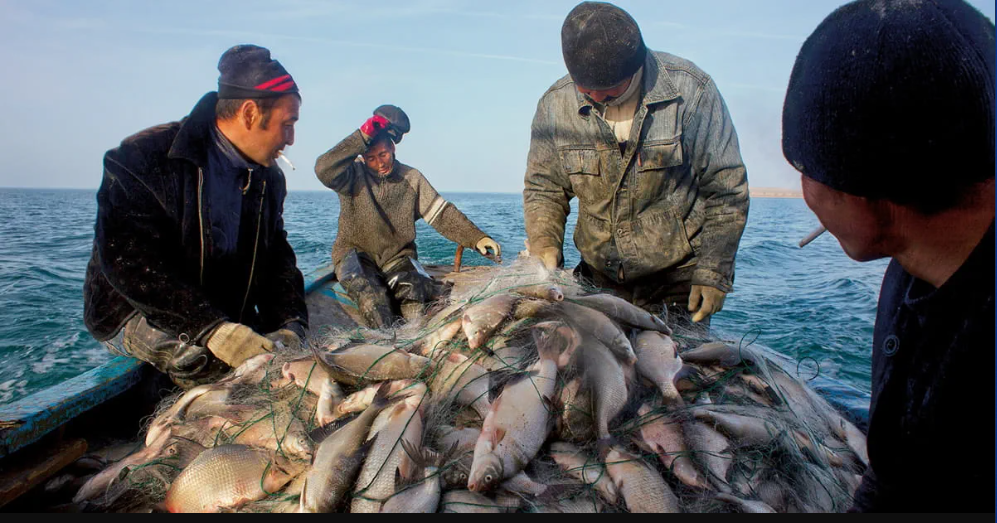 Kazakhstan Plans To Take Rare Fish Species In Aral, Caspian Sea For Scientific Purposes