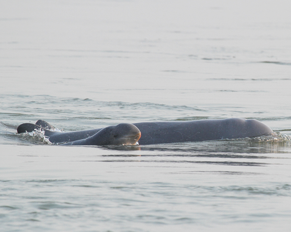 Cambodia Records Third New-Born Rare Mekong Dolphin This Year