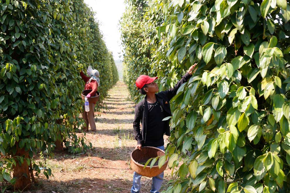 Uzbekistan Exported Peppers Worth 8.9 Million USD Last Year