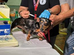 Philippines Recorded 426 Rabies Cases Last Year