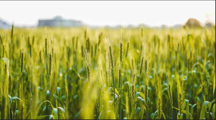 Indonesia To Cooperate With Jordan To Grow Wheat At Home