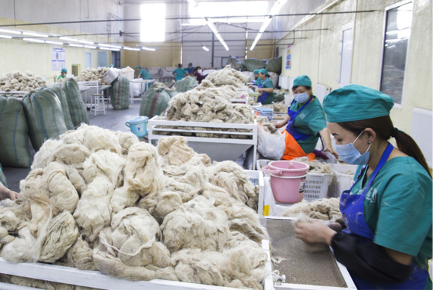 Mongolia’s Combed Cashmere Exports Decrease By 55 Percent In Q1