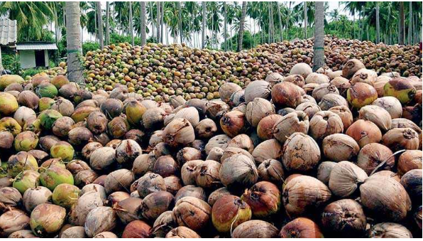 Sri Lanka Targets 1.7 Billion USD From Coconut Exports This Year