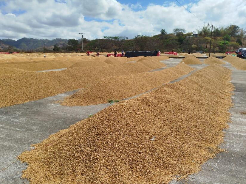 Nicaragua recorded a production of more than 300 000 tons of coffee