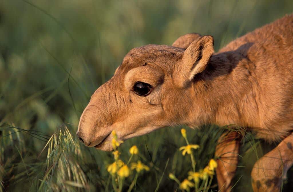 Population Of Endangered Mongolian Saiga Antelopes Increases To Over 23,200